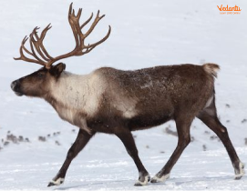 Reindeer/Caribou