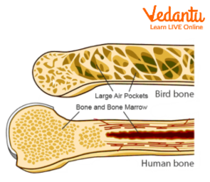 A hollow bone of a bird vs a human bone