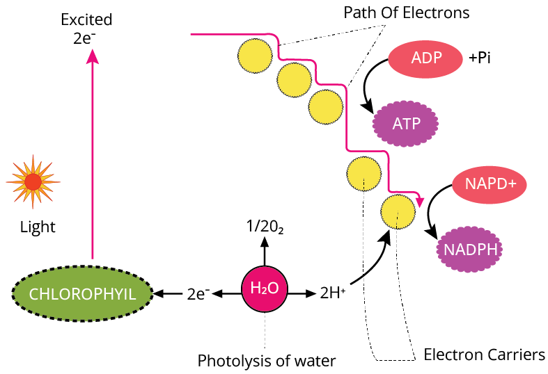 Cyclic Phosphorylation