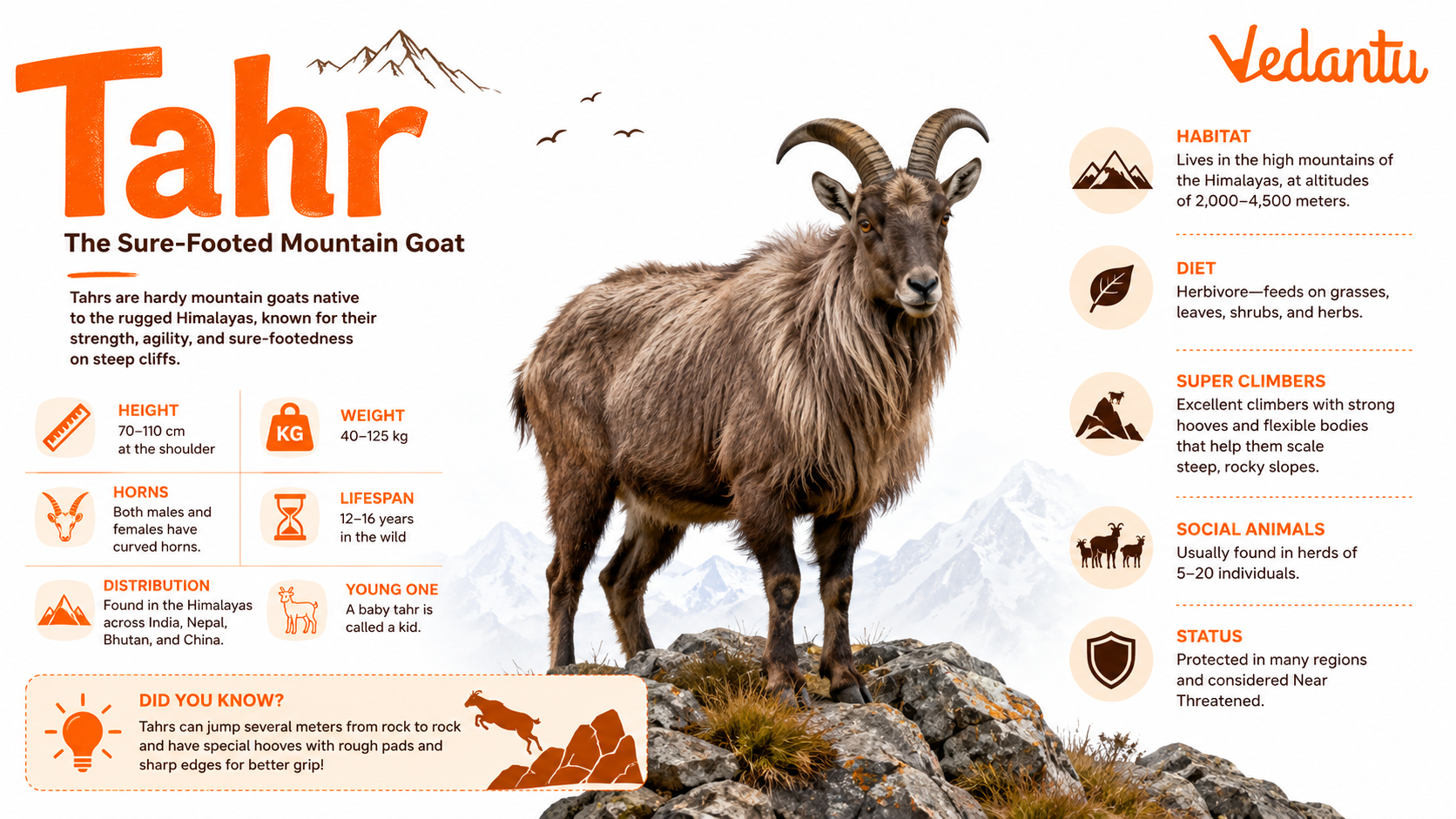 Tahr standing on rocky mountain habitat