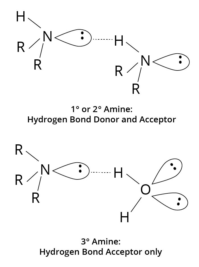 Hydrogen bonding in primary, secondary and tertiary amines