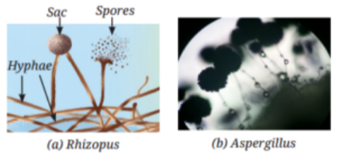 This shows that fungi reproduce asexually through spores..png