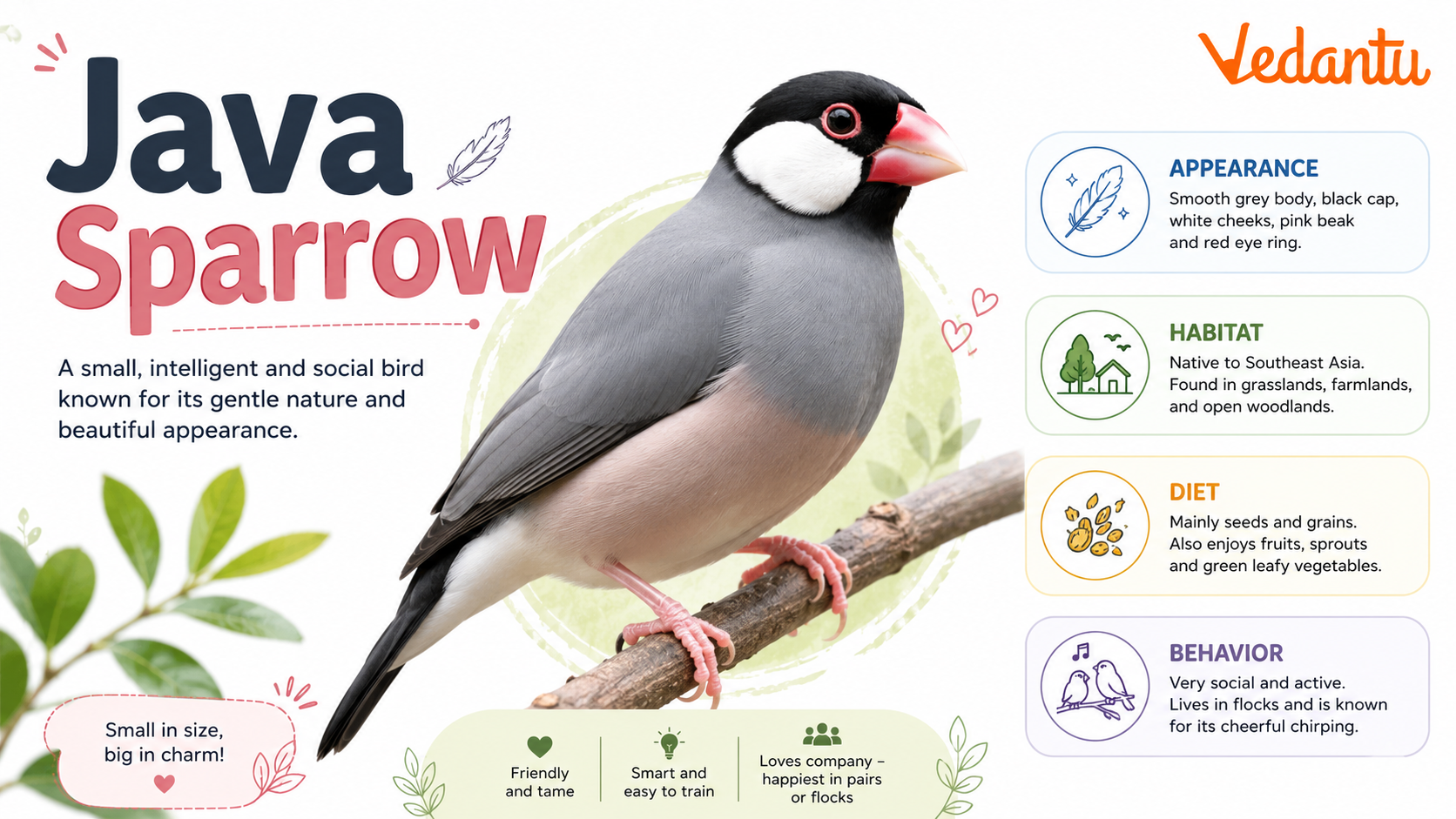 Java Sparrow bird sitting on a branch