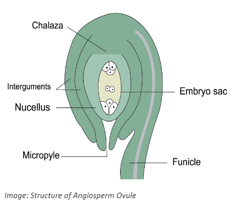 Structure of Angiosperm Ovule