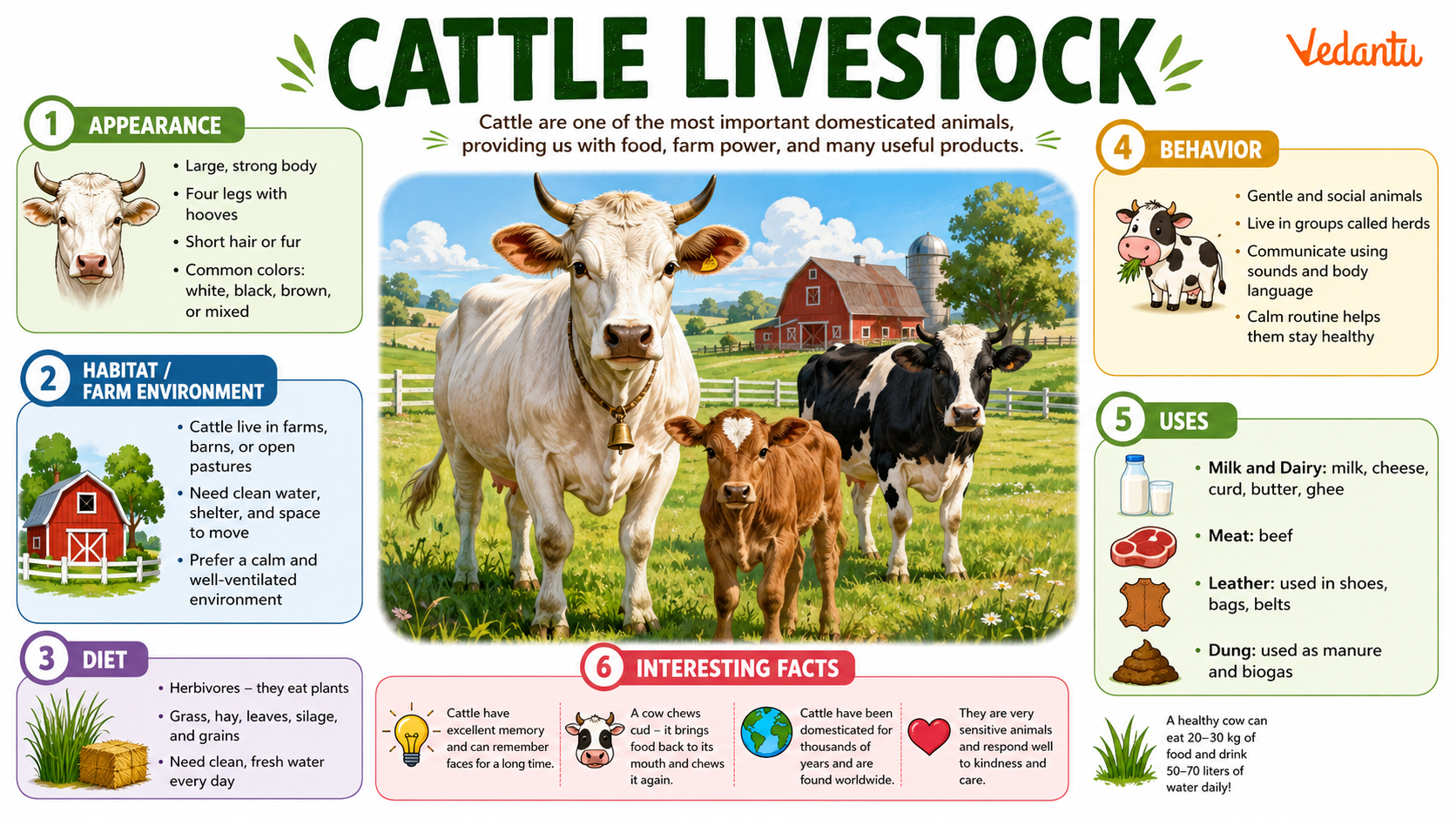 Cattle Livestock standing in a farm field