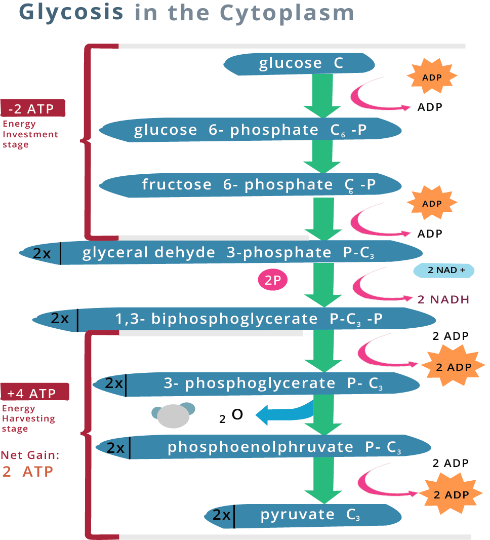 Glycolysis in the Cytoplasm