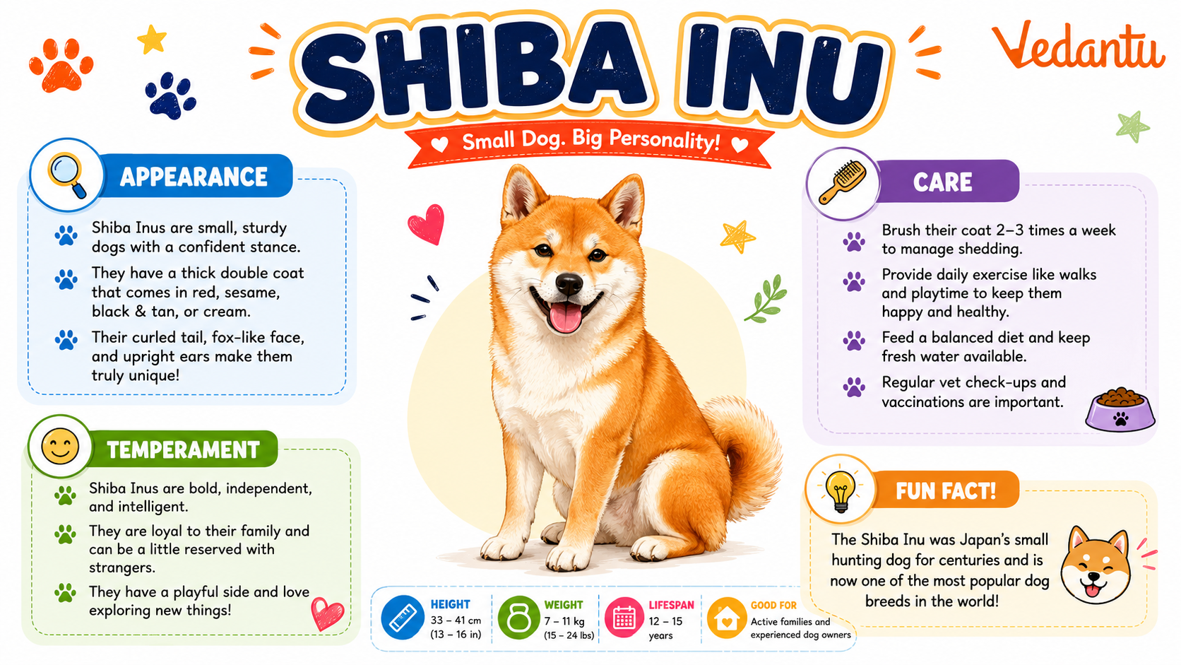 Shiba Inu dog standing with curled tail and fox-like face