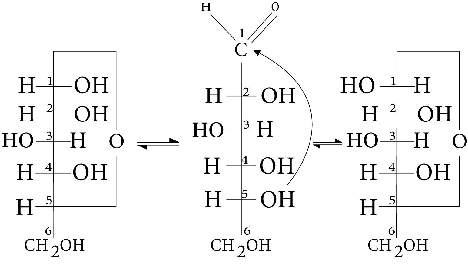 Cyclic Structure of Glucose