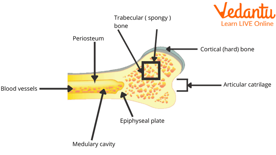 The Bone Process