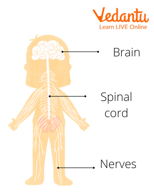 Parts of the Nervous System