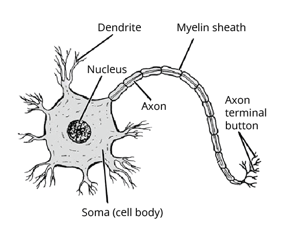 Nervous system