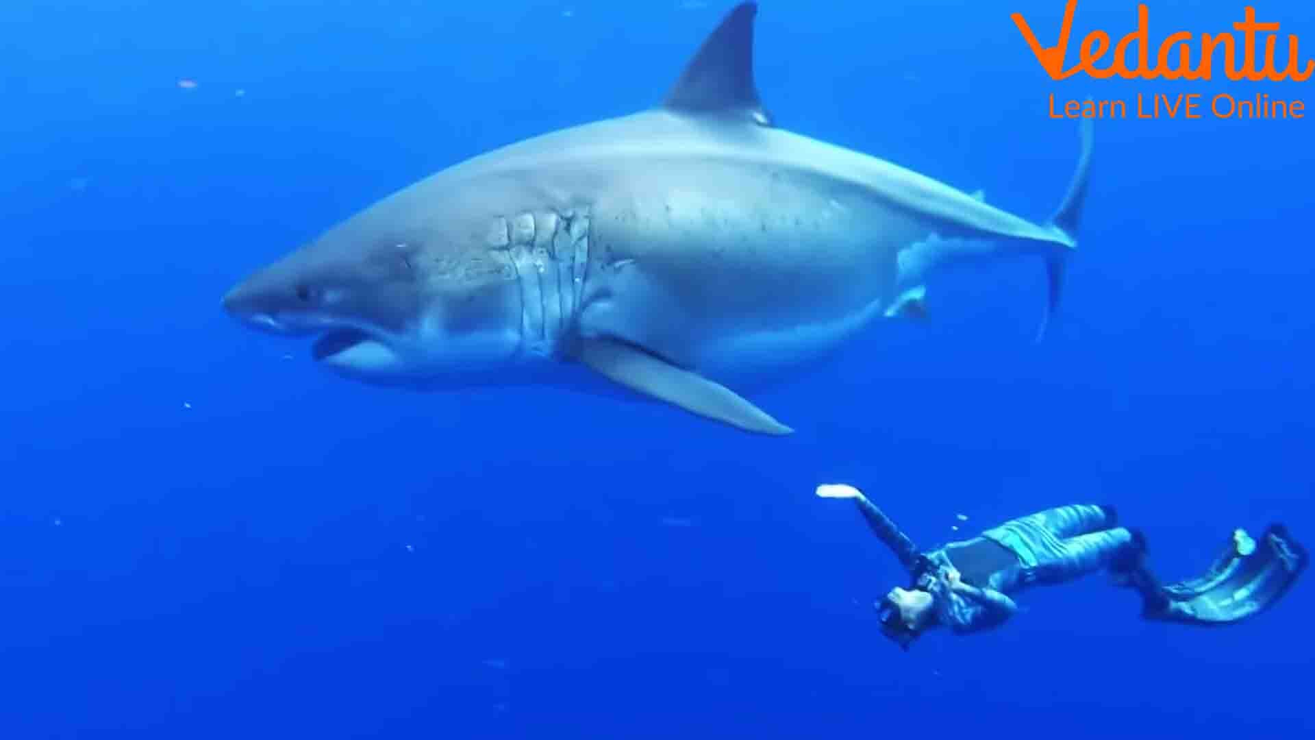 A Whale Shark and a Diver