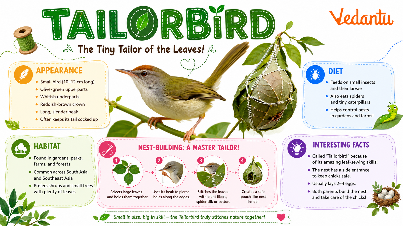 Tailorbird perched on a branch showing its small green body and long tail