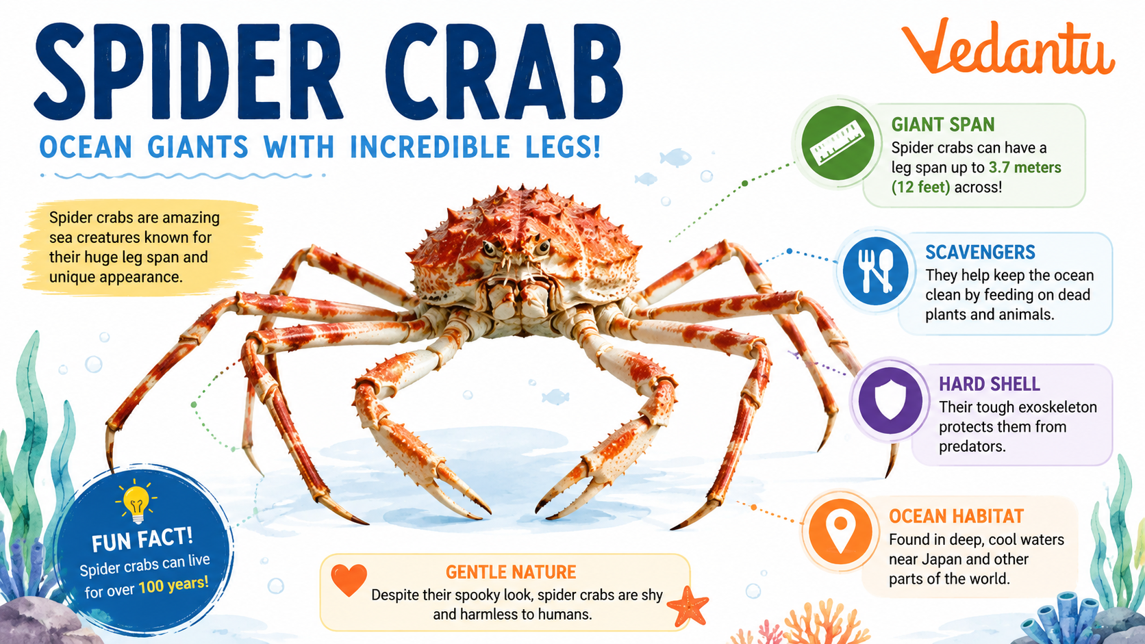 Spider Crab