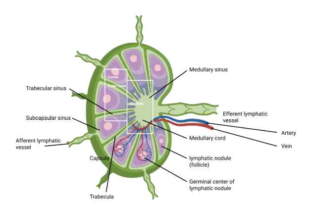 Body Fluids and Circulation Class 11 Notes CBSE Biology Chapter 18 [PDF]