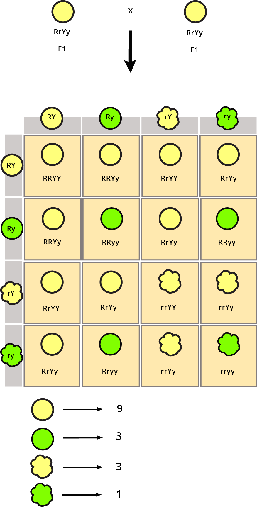 F2 Progeny