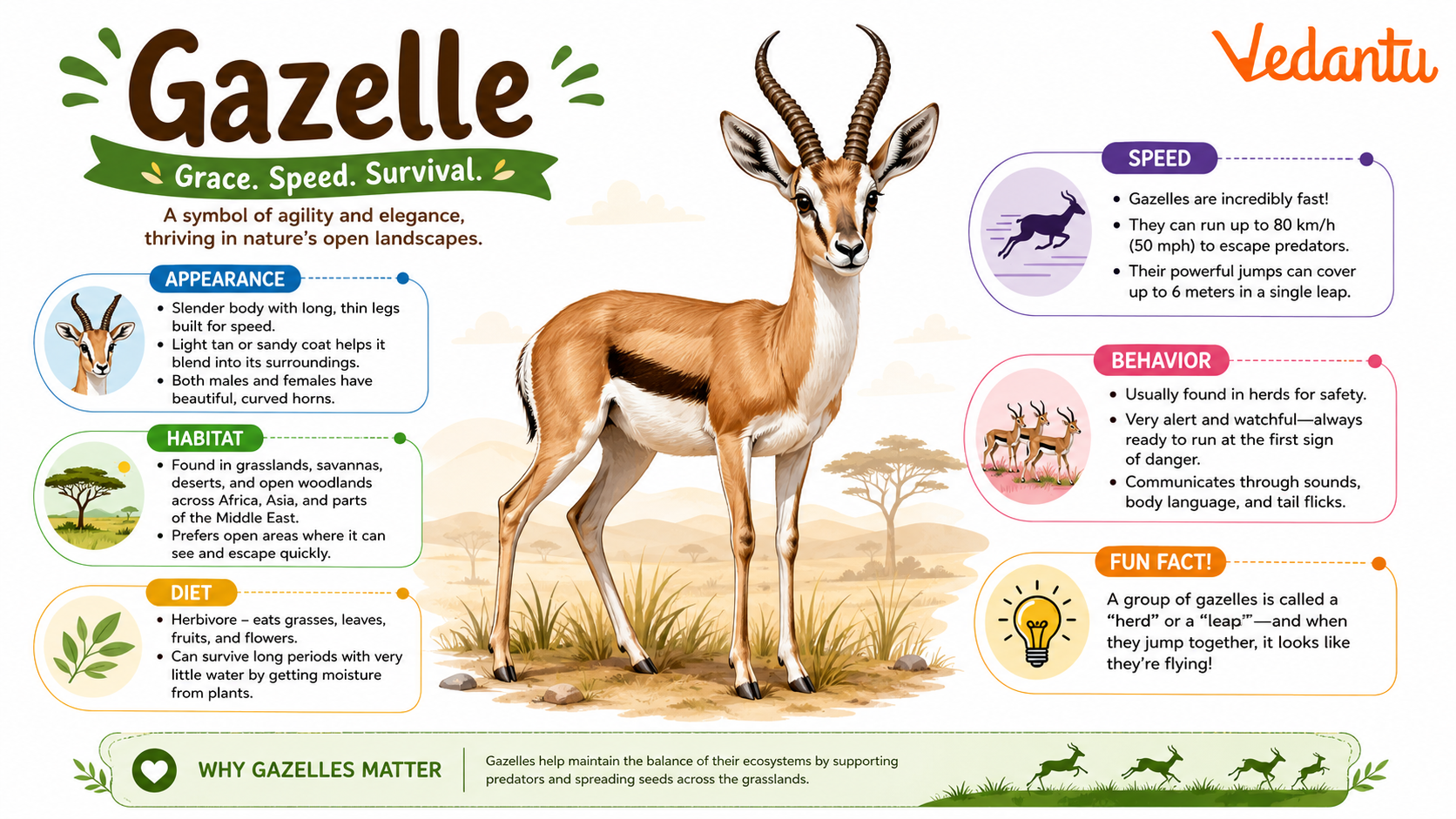 Gazelle standing in grassland habitat