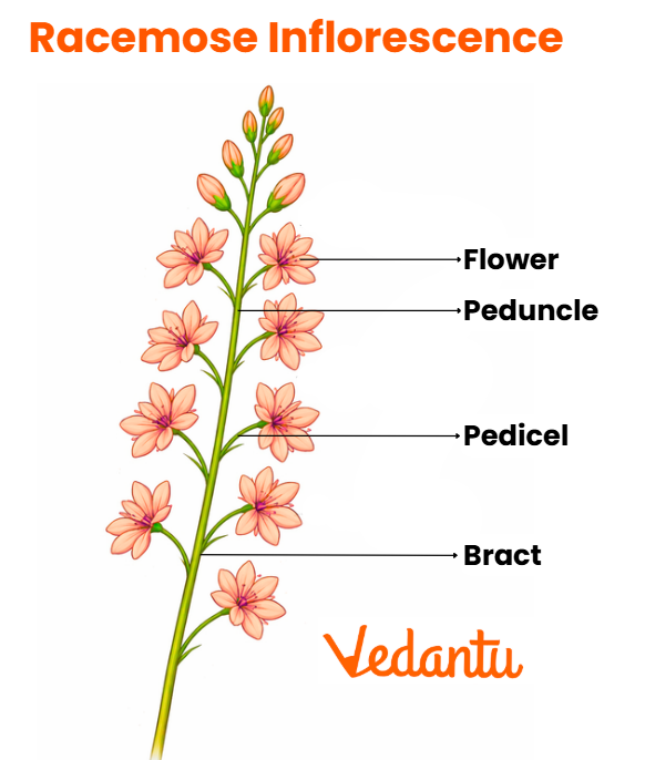 Racemose Inflorescence
