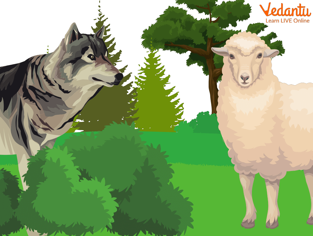 The Wolf and The Sheep