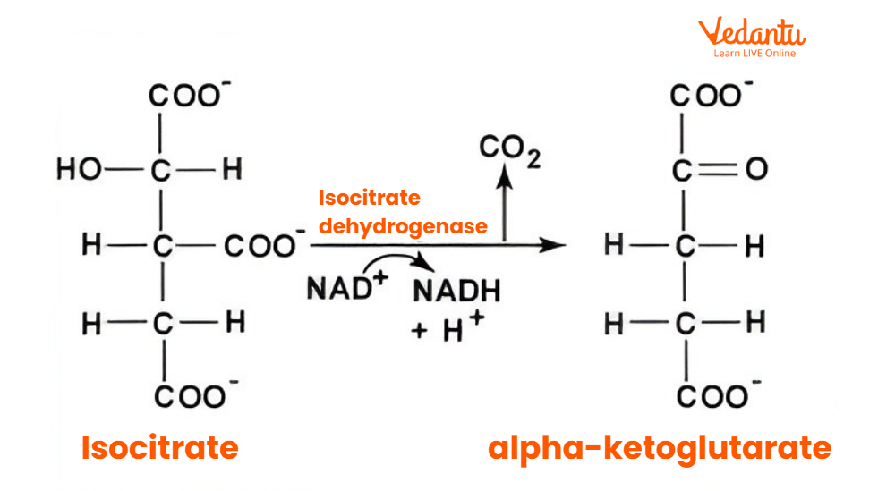 Isocitrate to Alpha Ketoglutarate