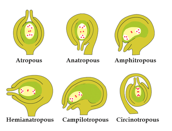 Types of ovules