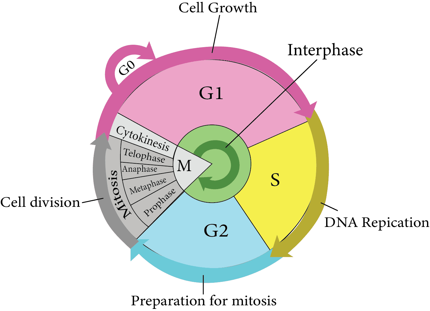 Cell cycle