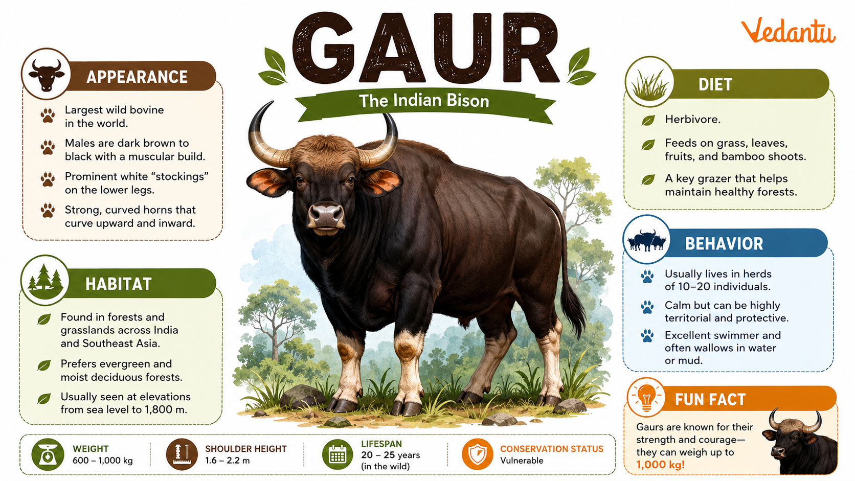 Gaur