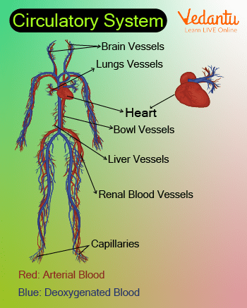 Circulatory System