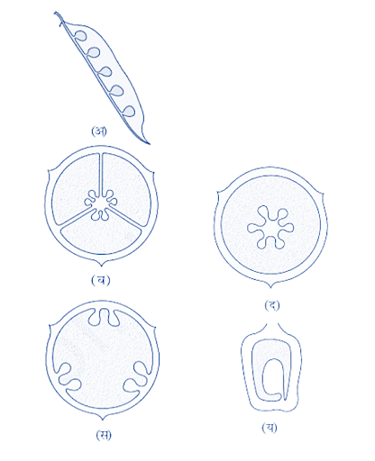 Type of Insemination