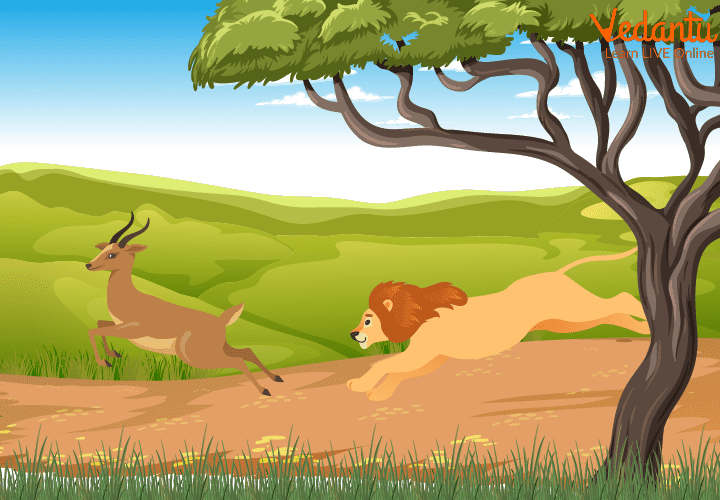 The lion goes after the deer to catch her
