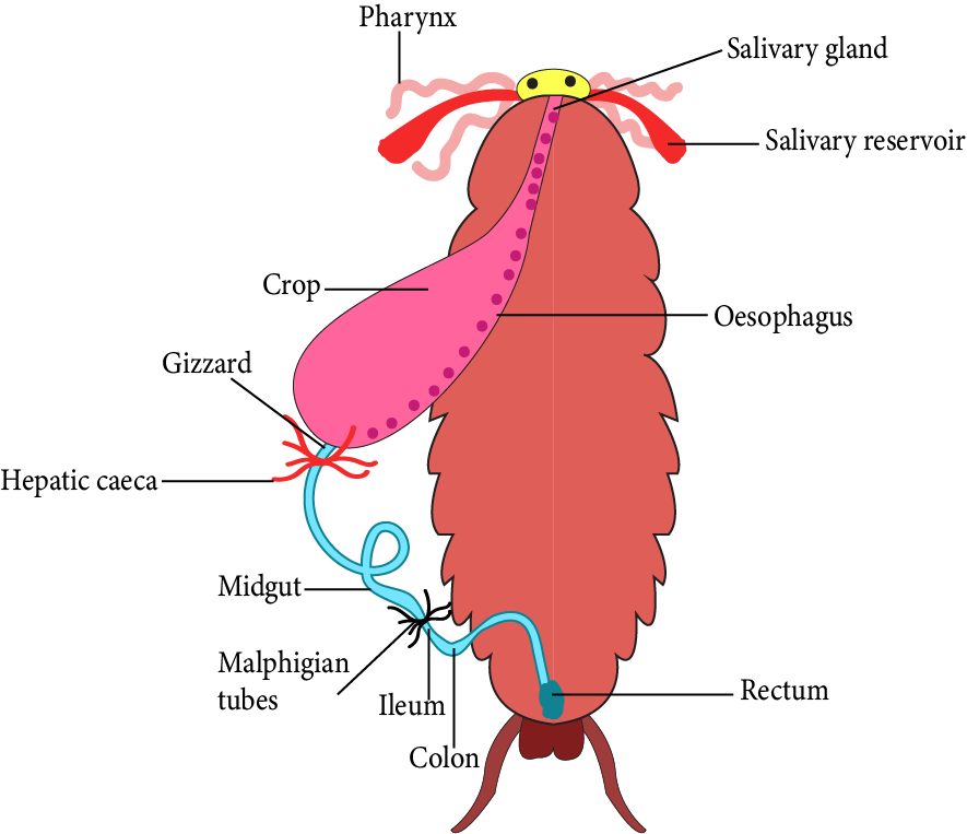 Circulatory System of Cockroach