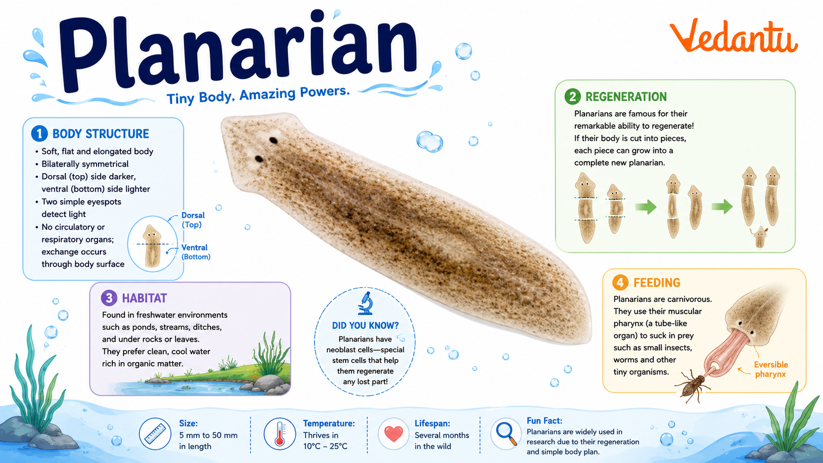 Planarian flatworm