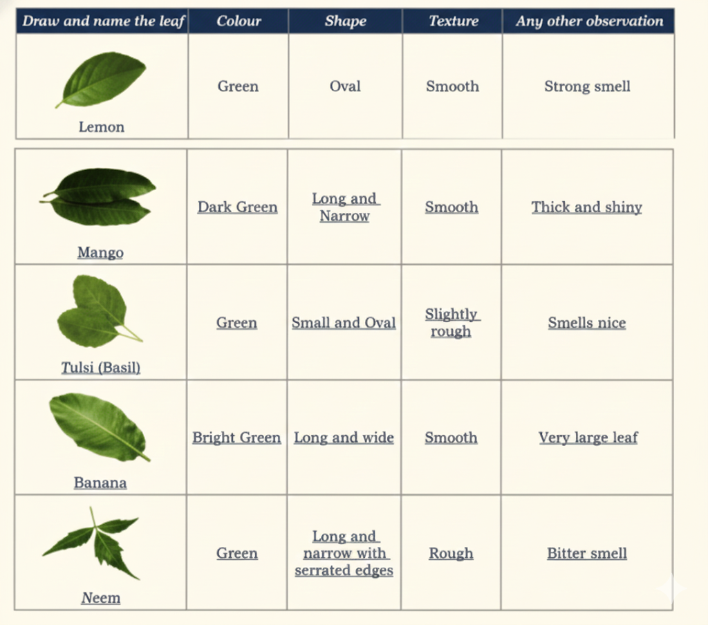 answer of the leaves of different plants in your neighbourhood