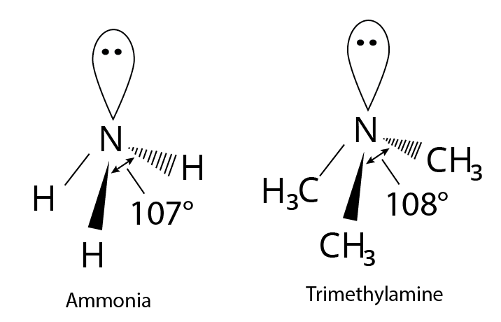 Structure of Ammonia and Trimethylamine