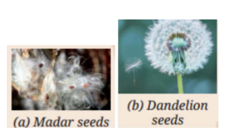 Look at the pictures (Fig. 11.16) of Calotropis (madar) seeds and dandelion seeds given below..png