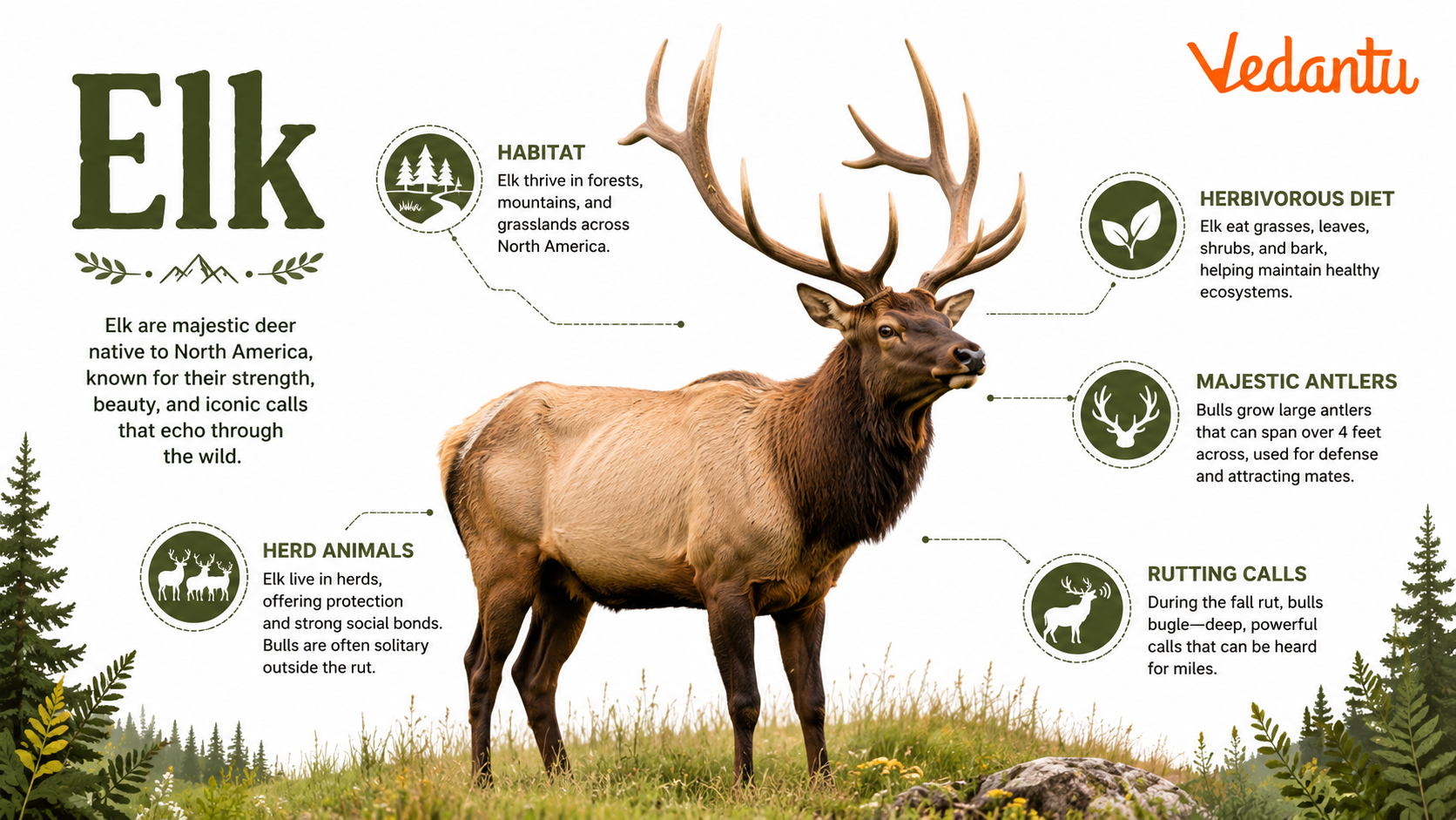 Elk standing in forest habitat