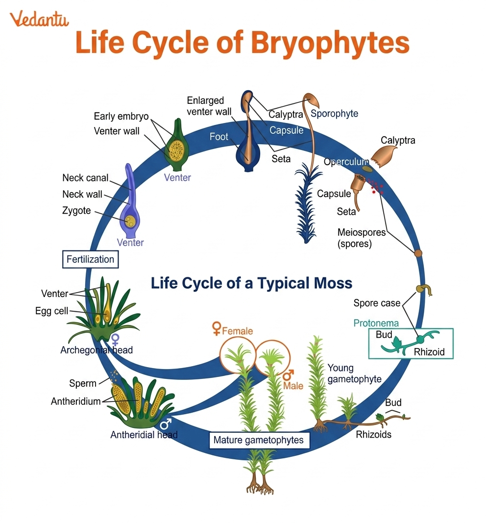 Life Cycle of Bryophytes
