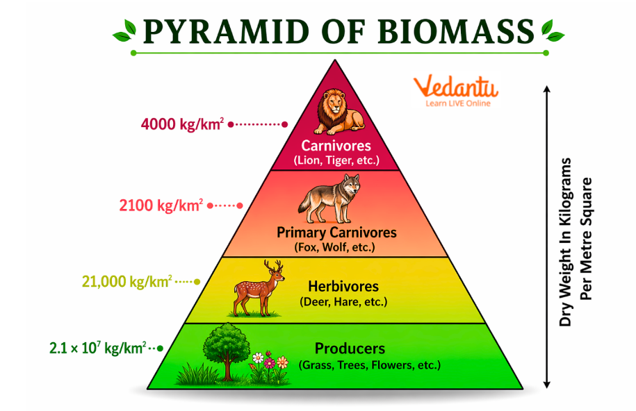 Pyramid of Biomass