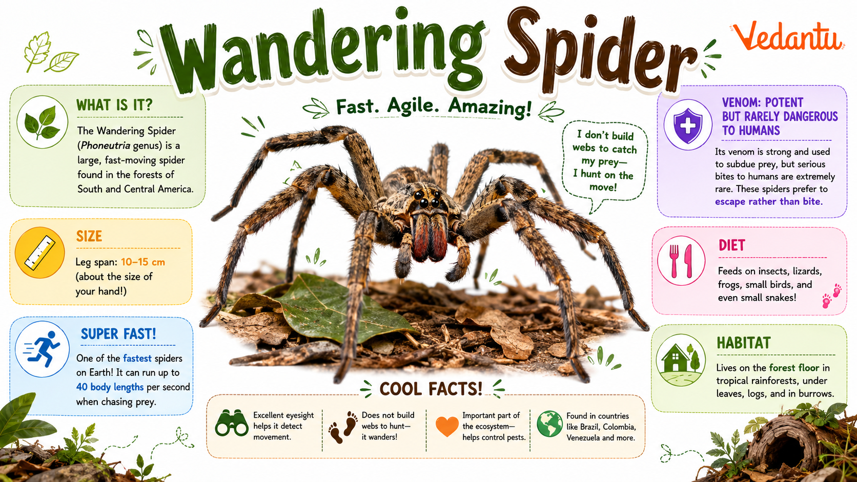 Wandering Spider