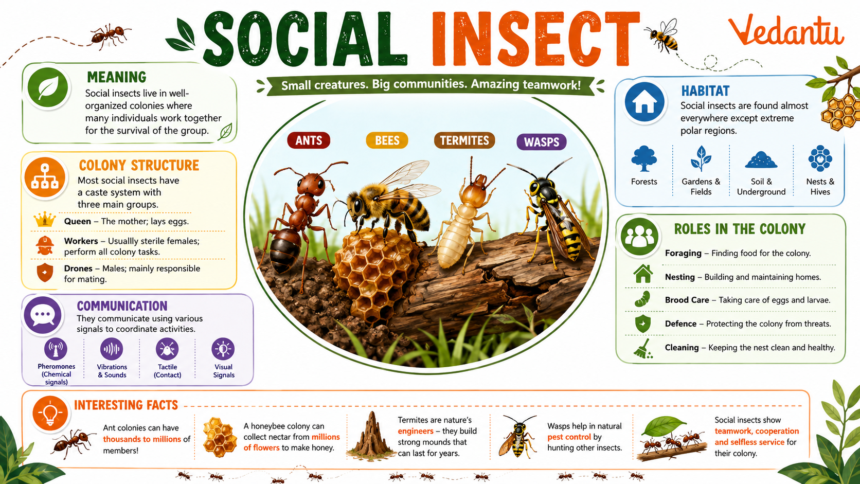 Social Insect colony showing ants and bees working together