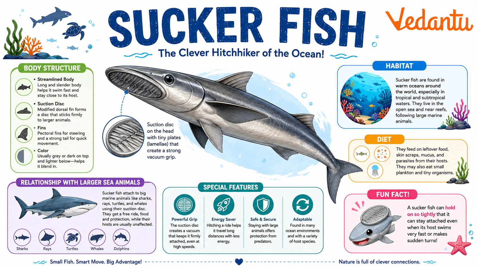 Sucker Fish attached to a larger marine animal in the ocean