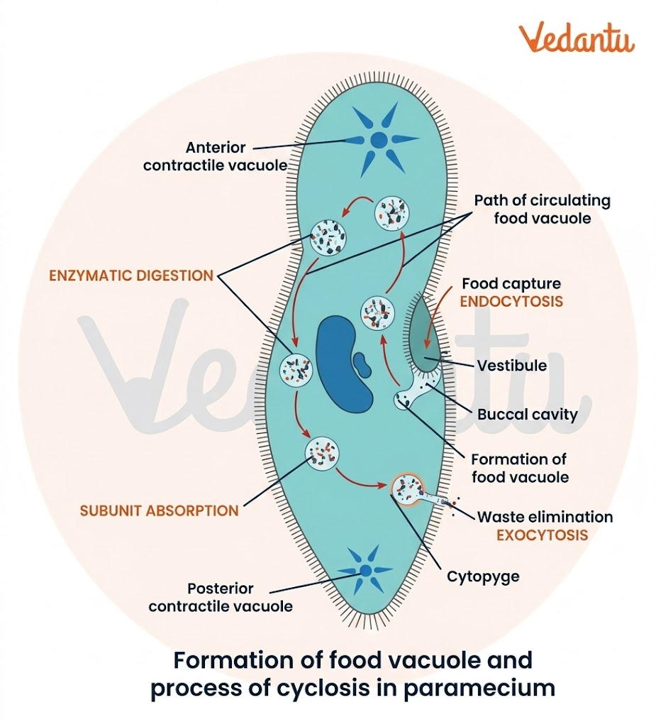 nutrition in paramecium