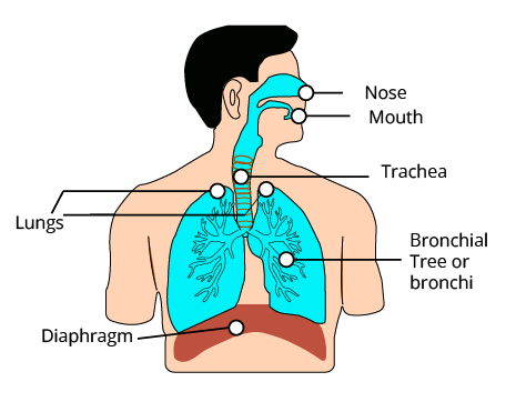 Respiratory System in Humans