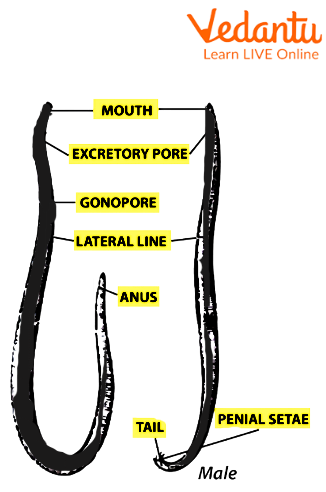 Structure of a male ascaris