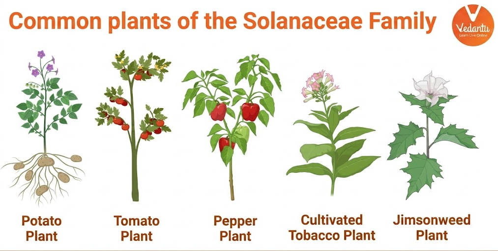 solanaceae family examples