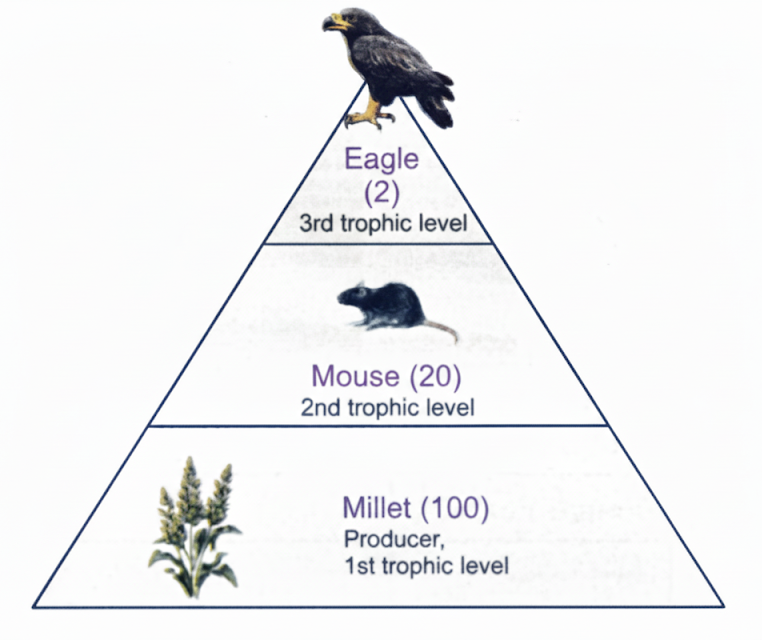 Large carnivores (like tigers or vultures) occupy the next level.