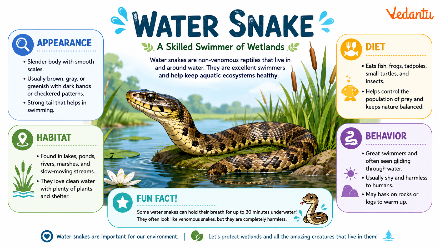 Water Snake