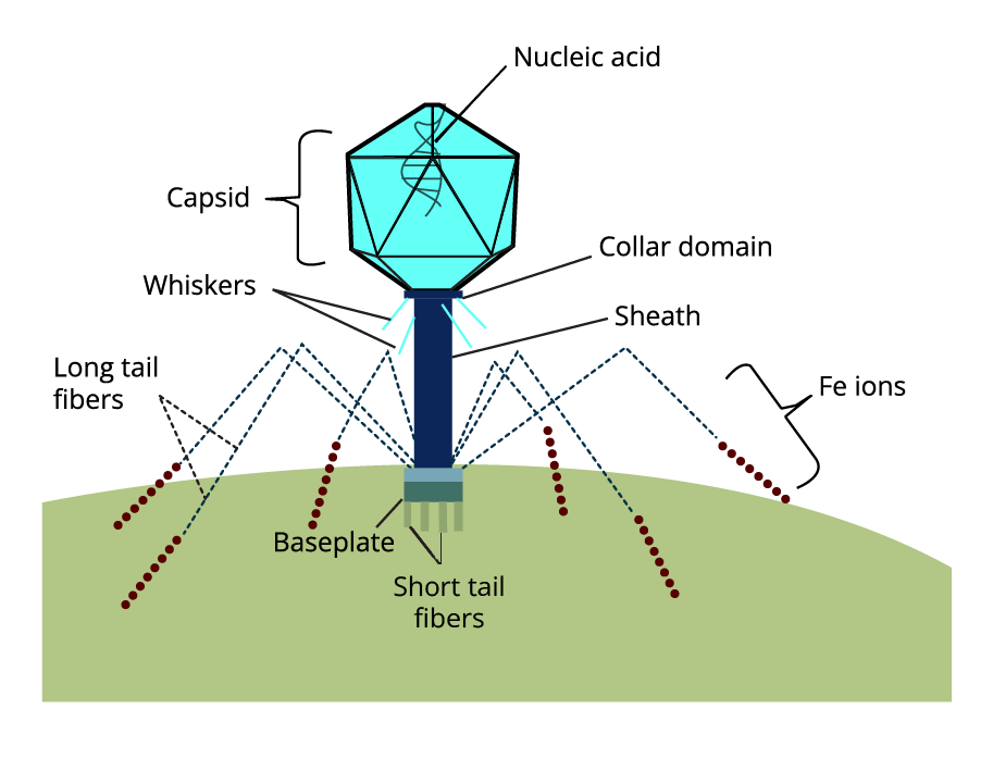 General diagram of a Virus