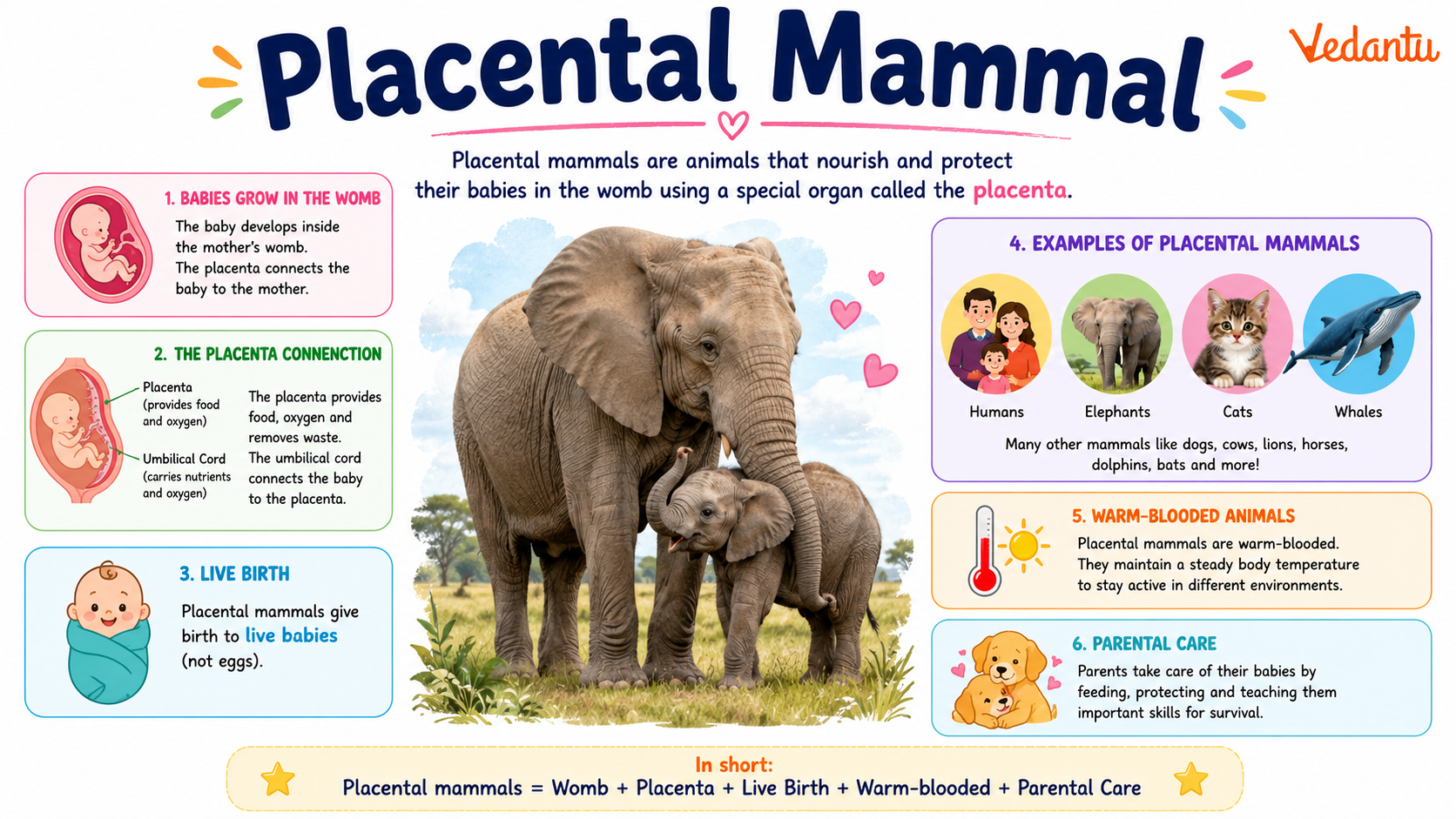 Placental Mammal illustration showing mother and baby connected by placenta