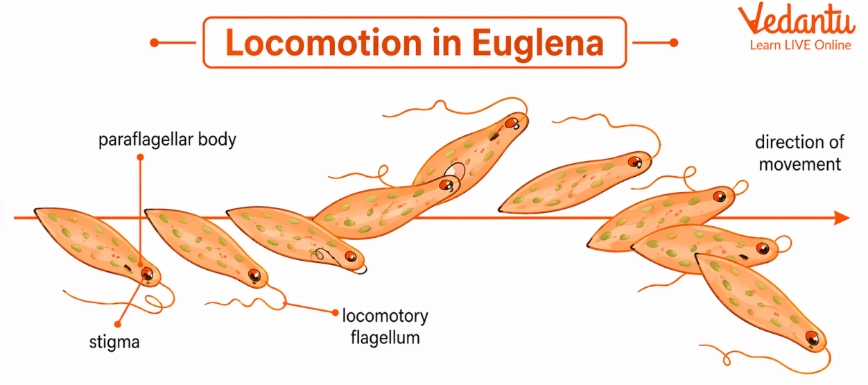 Locomotion in Euglena diagram